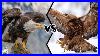 Bald Eagle Vs Golden Eagle Which Is More Powerfull